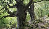 Trail Walking Sainte-Lucie-de-Tallano - Santa Luccia a Burgo - Photo 2