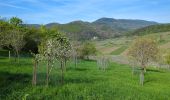 Trail Walking Saint-Hippolyte - St-Hippolyte - Rorschwihr - Grasberg - Bergheim - Reichenberg - Rodern - Photo 14