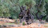 Tour Wandern La Cadière-d'Azur - La Peyguiere - Revers de Bocquié - Le télégraphe - La barbarie - Photo 14