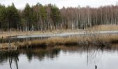 Tour Zu Fuß Borkowitz - NS Borkovická blata - Photo 8