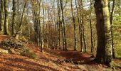 Tour Zu Fuß Bad Berka - Ludwig-Häfner-Weg - Photo 4