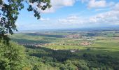 Excursión Senderismo Gueberschwihr - Gueberschwihr - Voegtlinshoffen - N.-D. de Schauenberg - Pfaffenheim - Photo 12