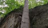 Randonnée Marche Waldbillig - Mullerthal randonnée magnifique - Photo 18