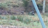 Trail Walking Soings-en-Sologne - soings en sologne GS 2021 - Photo 3