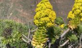 Randonnée Marche Ingenio - Barranco de Guayadeque (Gran Canaria) - Photo 14