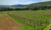 Tour Wandern Andlau - Les châteaux d'Andlau et le vignoble de Mittelbergheim. - Photo 4