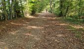 Randonnée Marche Chamarande - Forêt Départementale du Belvédère à Chamarande - Photo 2