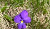 Trail Walking Revel - Lac du Crozet - Photo 13