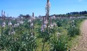 Tour Wandern Saint-Maurice-Navacelles - Nacelles  La Vacquerie  - Photo 2