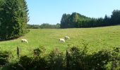 Tour Zu Fuß Libin - WandArdNat 34 :Lesse een groen wandelsprookje tussen Lesse en Our - Photo 11