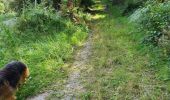 Excursión Senderismo Paliseul - petit tour avec Sirius par les anciennes poubelles  - Photo 4