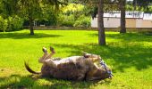 Tour Wandern Nailly - Boucle 25 km autour de Nailly  - Photo 10