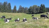 Trail Walking Le Valtin - Lac Vert - Lac du Forlet - Gazon du Faing - Photo 18