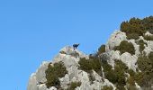 Trail Walking Trigance - Trigance : Rancoumas  - Photo 8