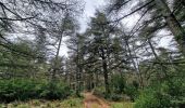 Tour Wandern Lacoste - Massif des Cèdres via Lacoste - Photo 19