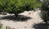 Excursión Senderismo Joucas - Joucas - Les gorges de Véroncle - Photo 3