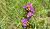 Tour Wandern La Motte-Chalancon - La Motte Chalancon - Plateau de la Chau - Photo 2