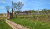 Tour Wandern Sankt Pilt - St-Hippolyte - Rorschwihr - Grasberg - Bergheim - Reichenberg - Rodern - Photo 9