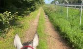 Trail Horseback riding Habay - Tucker avec les dadous 1ère fois - Photo 7