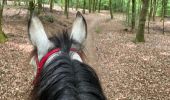 Trail Horseback riding Habay - Les 4 fils saumon à cheval - Photo 2