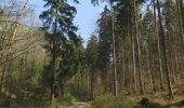 Trail On foot Ebelsbach - Hirschkäfer-Wanderweg Ebelsbach - Photo 6