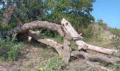 Tour Wandern Argelès-sur-Mer - réserve du mas larrieu - argeles / via la plage et retour via les terres et le tech  - Photo 10