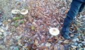 Percorso Marcia Plaisir - Forêt de Ste Appoline - Photo 1