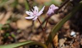 Tour Zu Fuß Zeiden - Codlea - Măgura Codlei - Photo 10