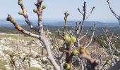 Trail Walking Vauvenargues - petite marche Sainte Victoire - Photo 1