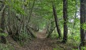 Trail Walking Toulon-sur-Arroux - RANDO_La_Croix_Des_Autrichiens - Photo 10