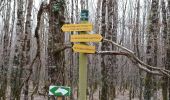 Trail Walking Faverolles-sur-Cher - Montrichard - GR41 Forêt GRP - 13.9km 220m 3h30 - 2022 03 03 - Photo 8