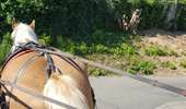 Trail Coupling Soignies - attelages - Photo 6