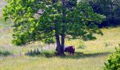 Tocht Stappen Duingt - Boucle du Taillefer - Photo 10