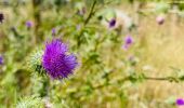 Randonnée Marche Diepenbeek - La vallée du Démer - La réserve naturelle Dorpsbemden à Diepenbeek - Photo 9