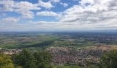 Trail Walking Châtenois - Le Hahnenberg et les balcons de Sélestat - Photo 19