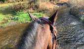 Excursión Paseo ecuestre Habay - Forêt de Rulles - Photo 9