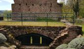 Trail Walking Saverne - Saverne : rocher Rappenfels - grotte St Vit - château Greifenstein - Photo 16