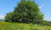 Tour Wandern Saint-André-la-Côte - Le signal - Photo 12