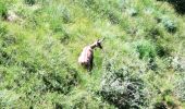 Tour Zu Fuß Cossogno - P11 - Sentiero BOVE tratto da Cima Sasso a Cicogna - Photo 2