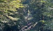 Trail Walking Beauraing - Sept chênes  - Photo 7
