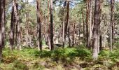 Trail Walking Fontainebleau - Fontainebleau - Photo 4