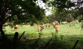 Tour Wandern Stablo - stavelot - Photo 3