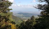 Tour Wandern Ottrott - Mont St Odile - Mur Païen - Grotte des Druides - Sentier des Merveilles - Photo 20