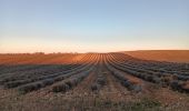 Trail Walking Valensole - plateau de valensole . ravin des cognets . ravin de la combe  - Photo 6