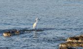 Tour Wandern Sainte-Maxime - Sainte Maxime La Nartelle - par les Sardinaux - Photo 7