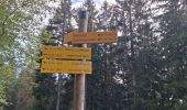 Excursión Senderismo Laval-en-Belledonne - PETITE RANDONNEE AU DEPART DU PONT DE LA BETTA  - Photo 17