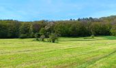 Tocht Stappen Durbuy - barvaux . bohon . durbuy . barvaux  - Photo 5