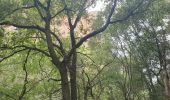 Tocht Stappen Bagnols-en-Forêt - Gorges du Blavet - Photo 4