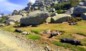 Tour Wandern Quenza - Plateau de Cuccione - Photo 12