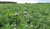 Trail Walking Gaillon-sur-Montcient - En passant par Dalibray - Photo 4